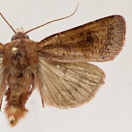  Agrotis hephaestaea , adult male